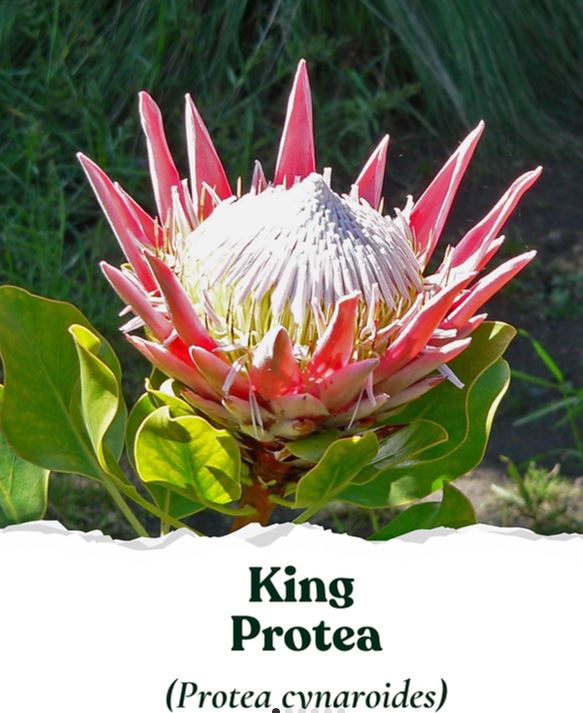 South African Seeds 