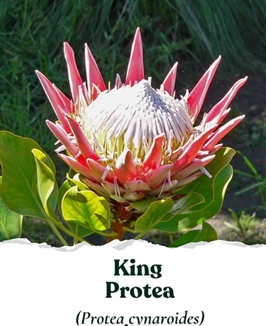 Seed Story King Protea Seed Pack