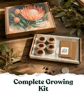 Seed Story King Protea Complete Growing Kit