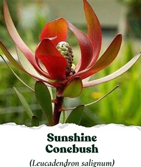 Seed Story Sunshine Conebush Protea Seed Pack
