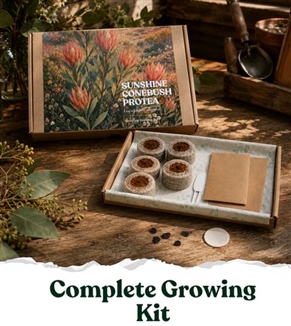 Seed Story Sunshine Conebush Protea Complete Growing Kit