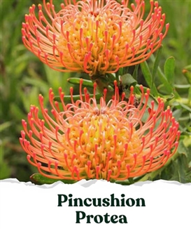 Seed Story Pincushion Orange Seed Pack