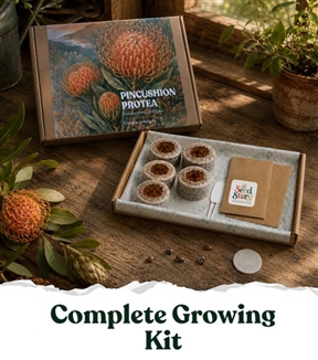 Seed Story Pincushion Orange Complete Growing Kit