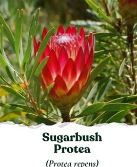Seed Story Sugarbush Protea Seed Pack