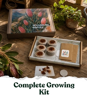 Seed Story Sugarbush Protea Complete Growing Kit
