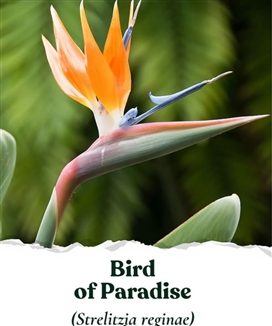 Seed Story Bird of Paradise Seed Pack