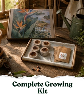 Seed Story Bird of Paradise Complete Growing Kit